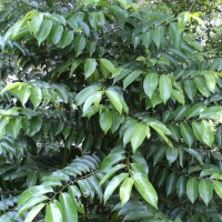 Margaritaria indica (Dalzell) Airy Shaw